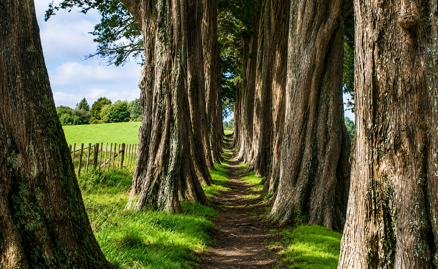 3 days North Island tour